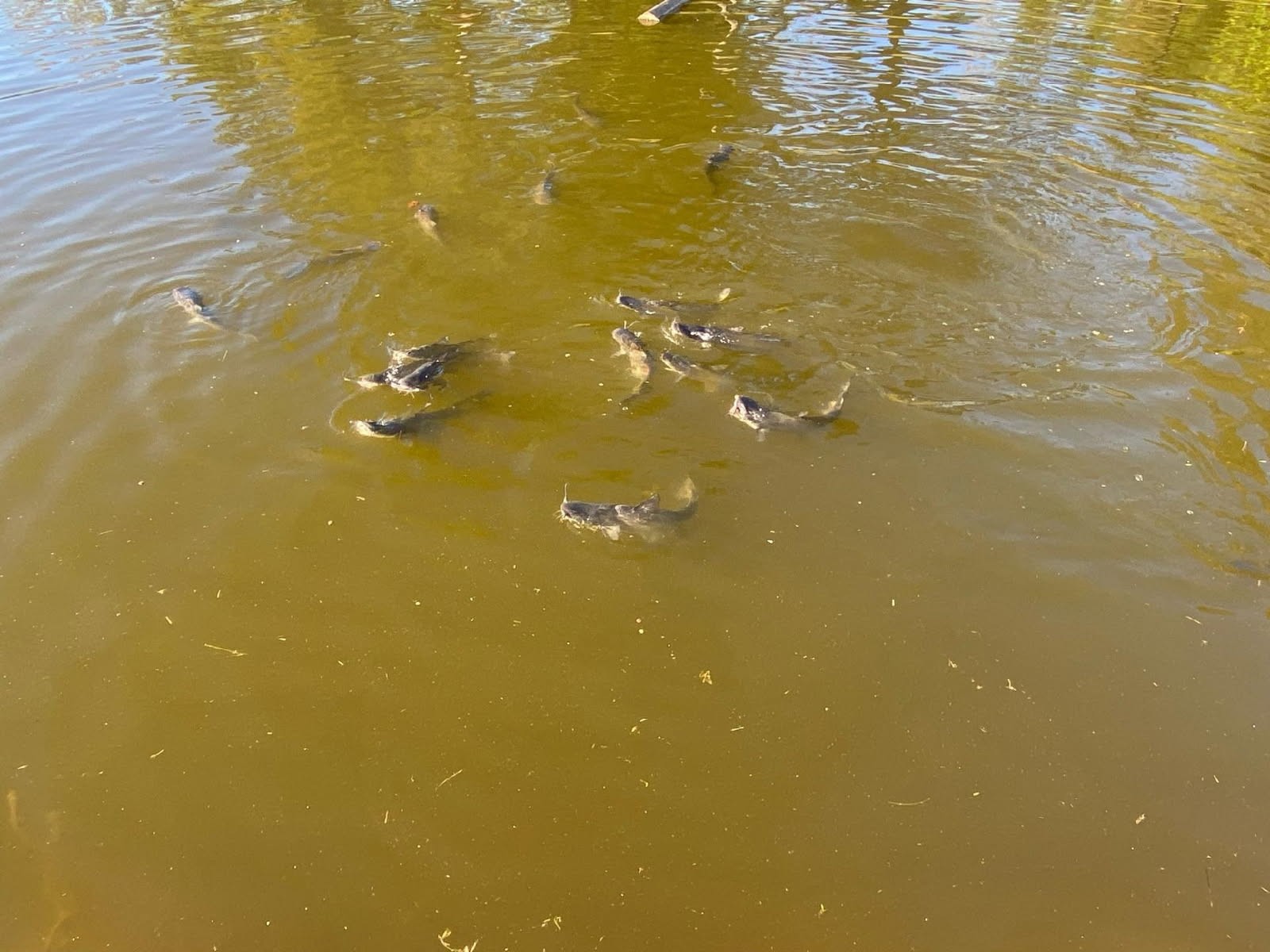 2743 Mouse Tail Road Parsons, TN 38363 - Photo 66 of 79