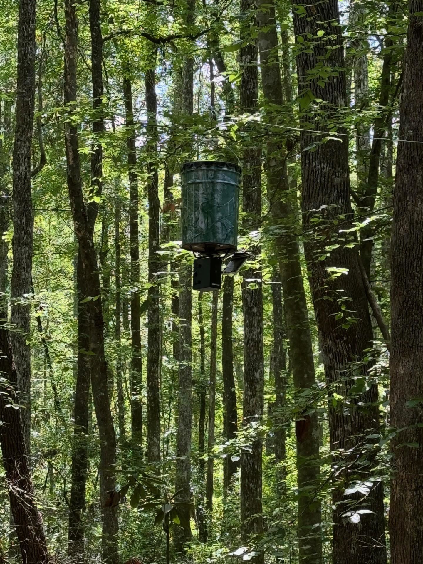 Fallow Road Lamont, FL 32336 - Photo 4 of 12