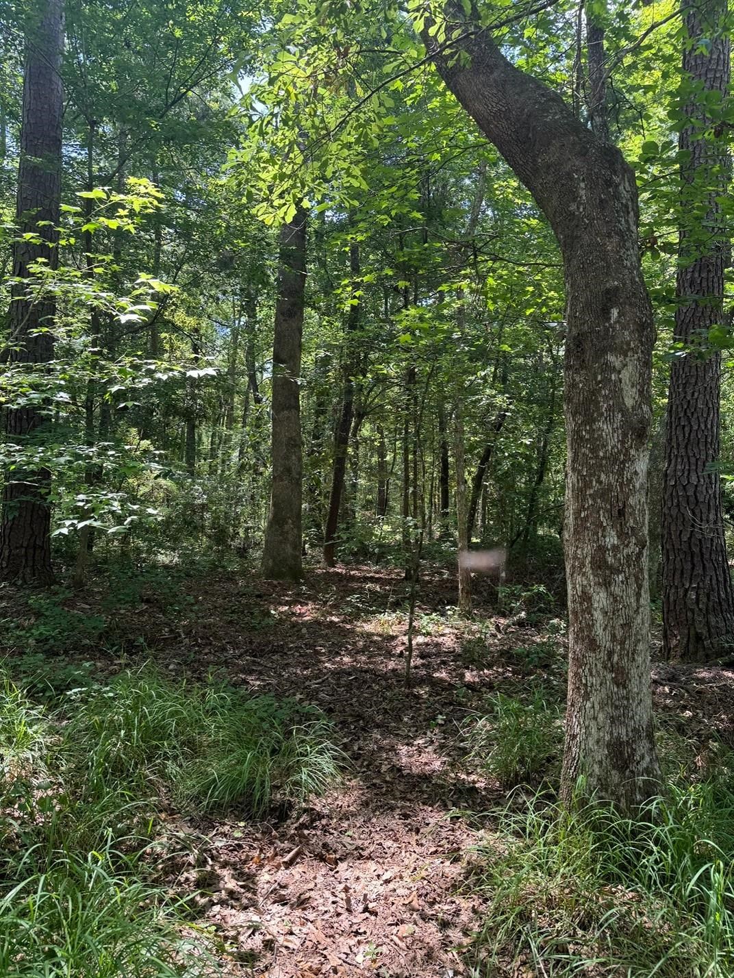 Fallow Road Lamont, FL 32336 - Photo 5 of 12