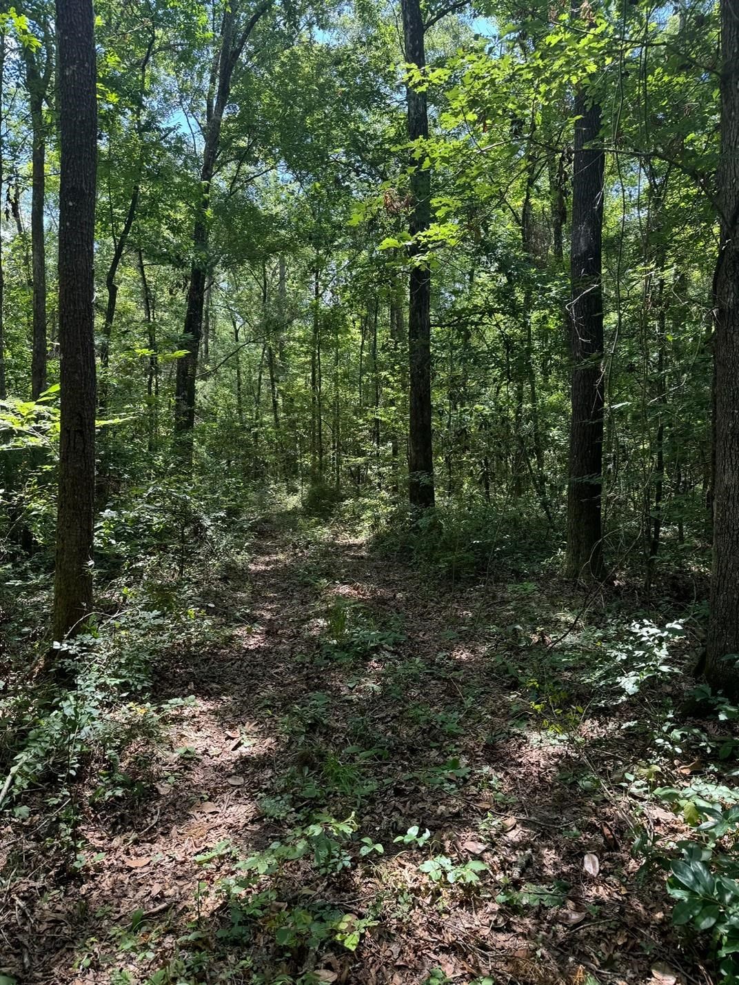 Fallow Road Lamont, FL 32336 - Photo 9 of 12