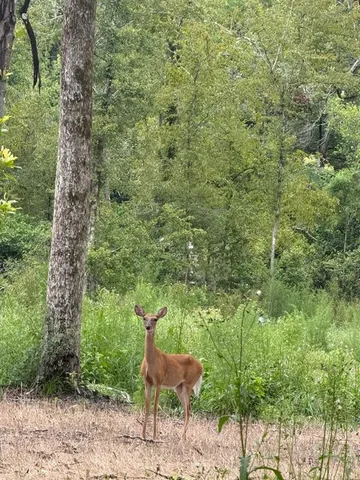 a backyard of a house with large trees and plants