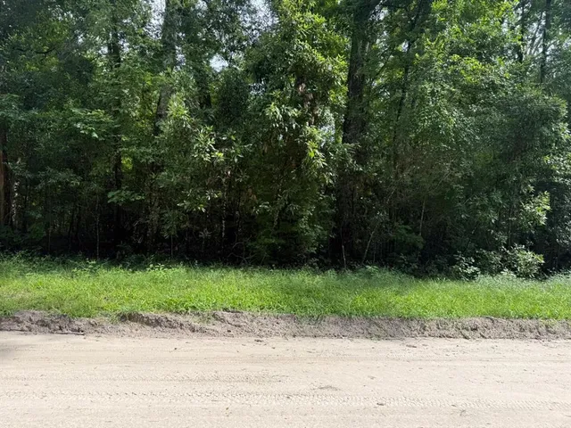 a view of a yard with plants and large trees