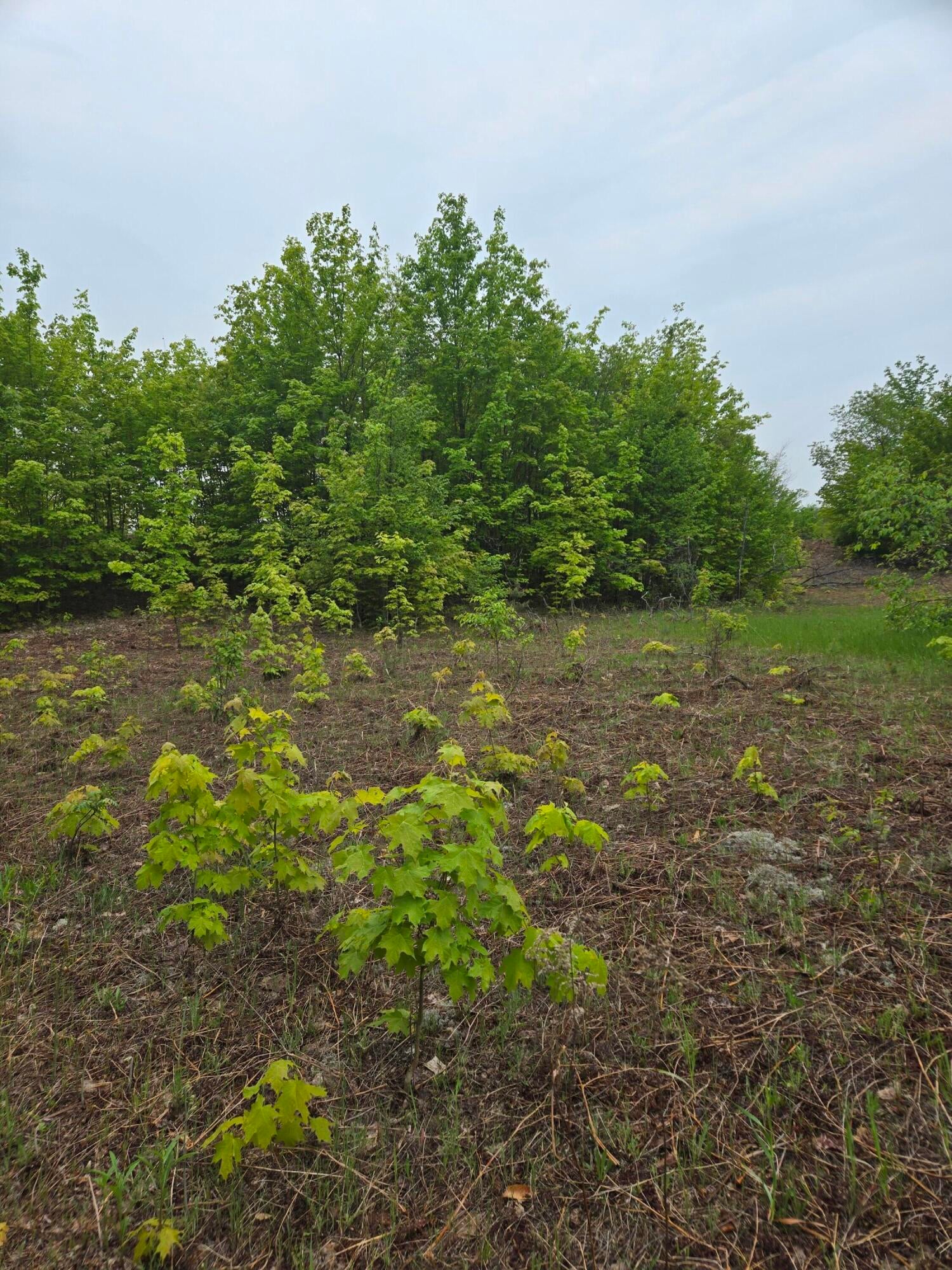 0 Durkalic Road Pellston, MI 49769 - Photo 4 of 15 20250530_111701