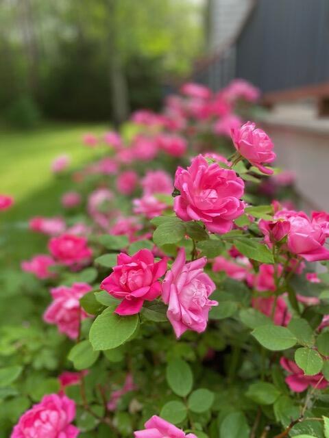15 Goose Rocks Road Kennebunkport, ME 04046 - Photo 8 of 56 10.yard