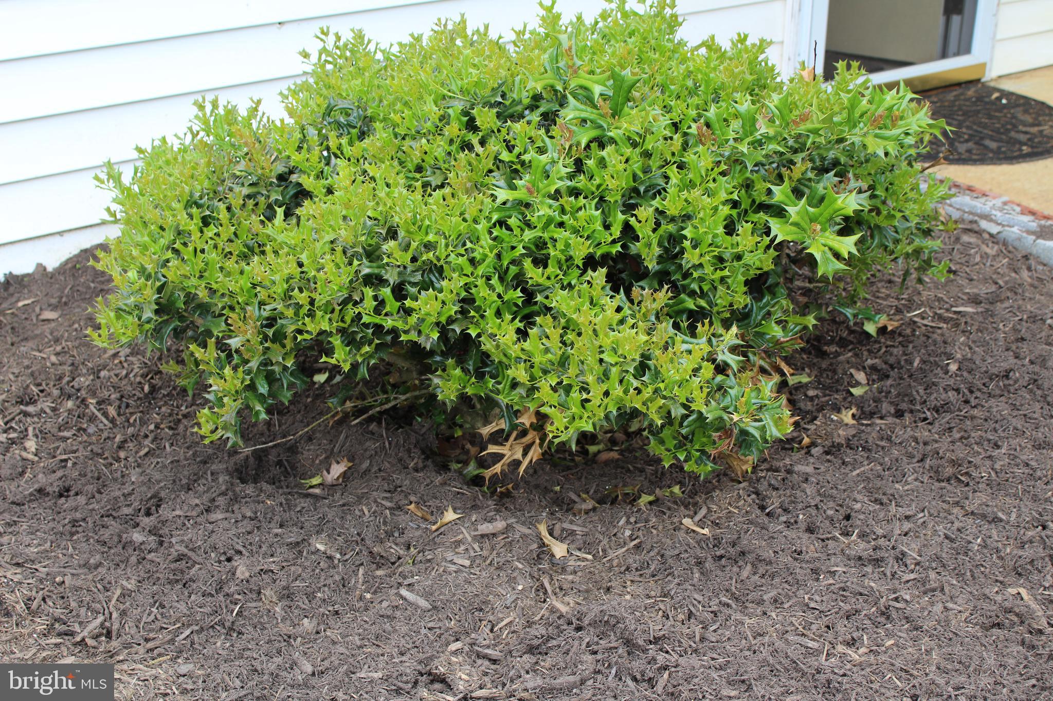 264 North Hayfield Road Winchester, VA 22603 - Photo 51 of 62 garden holly