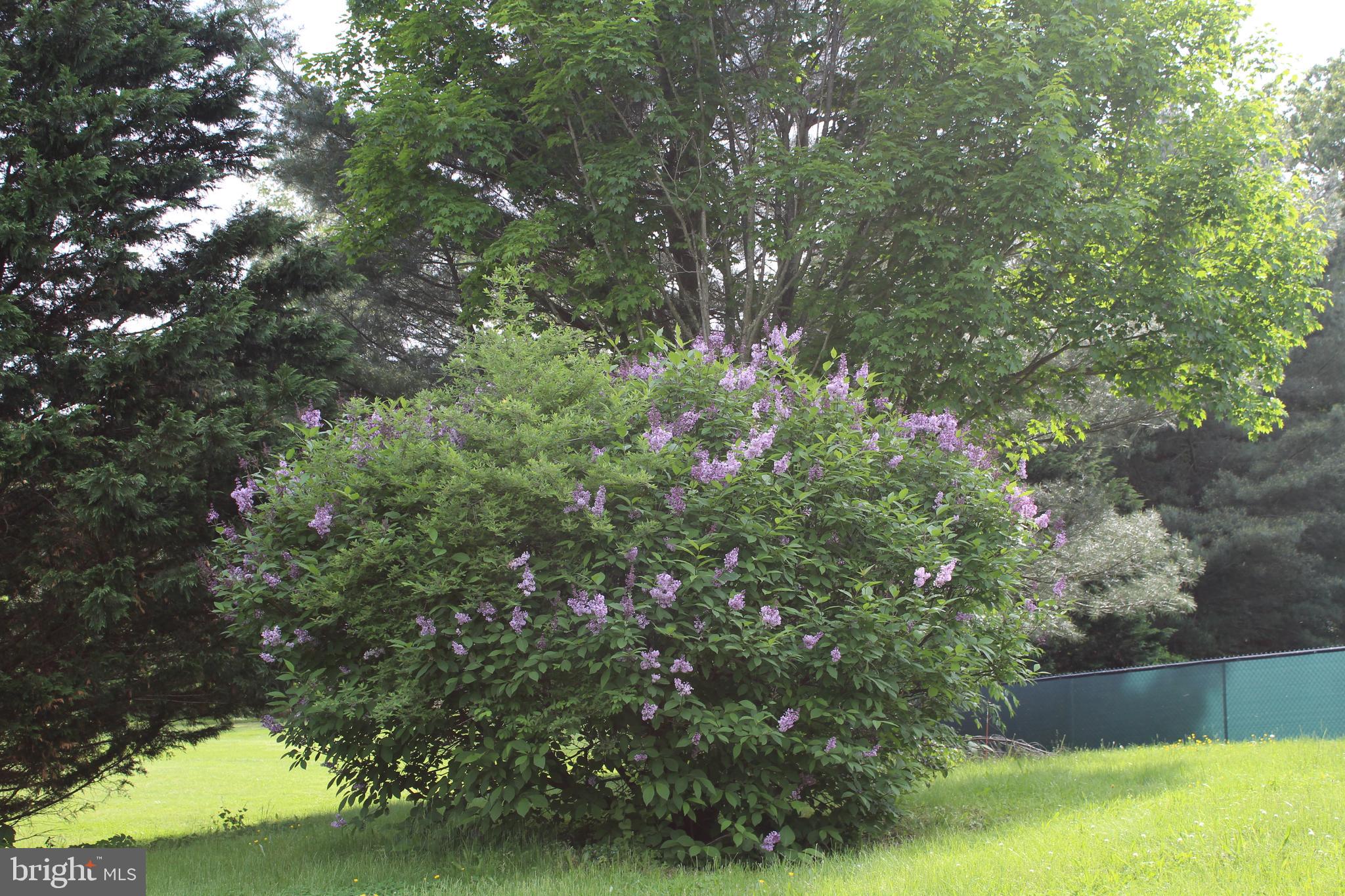 264 North Hayfield Road Winchester, VA 22603 - Photo 56 of 62 Lilacs in bloom