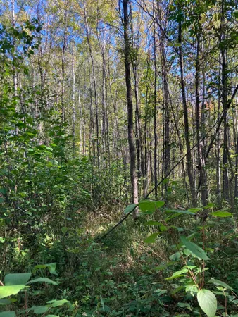 $200,000 | 2 Pine Flats Road, Ashland, WI 54806