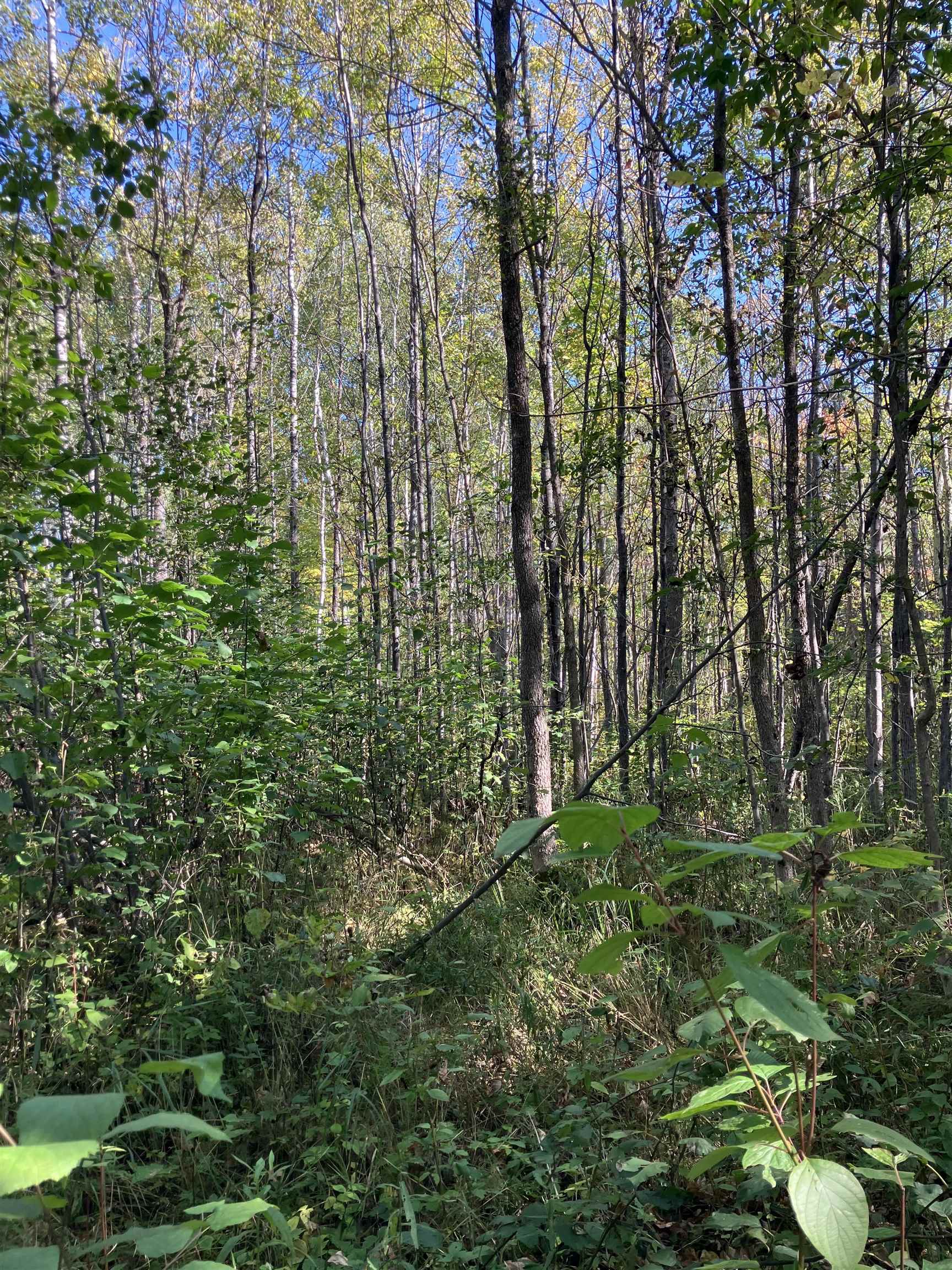 2 Pine Flats Road Ashland, WI 54806 - Photo 2 of 10 View of local wilderness
