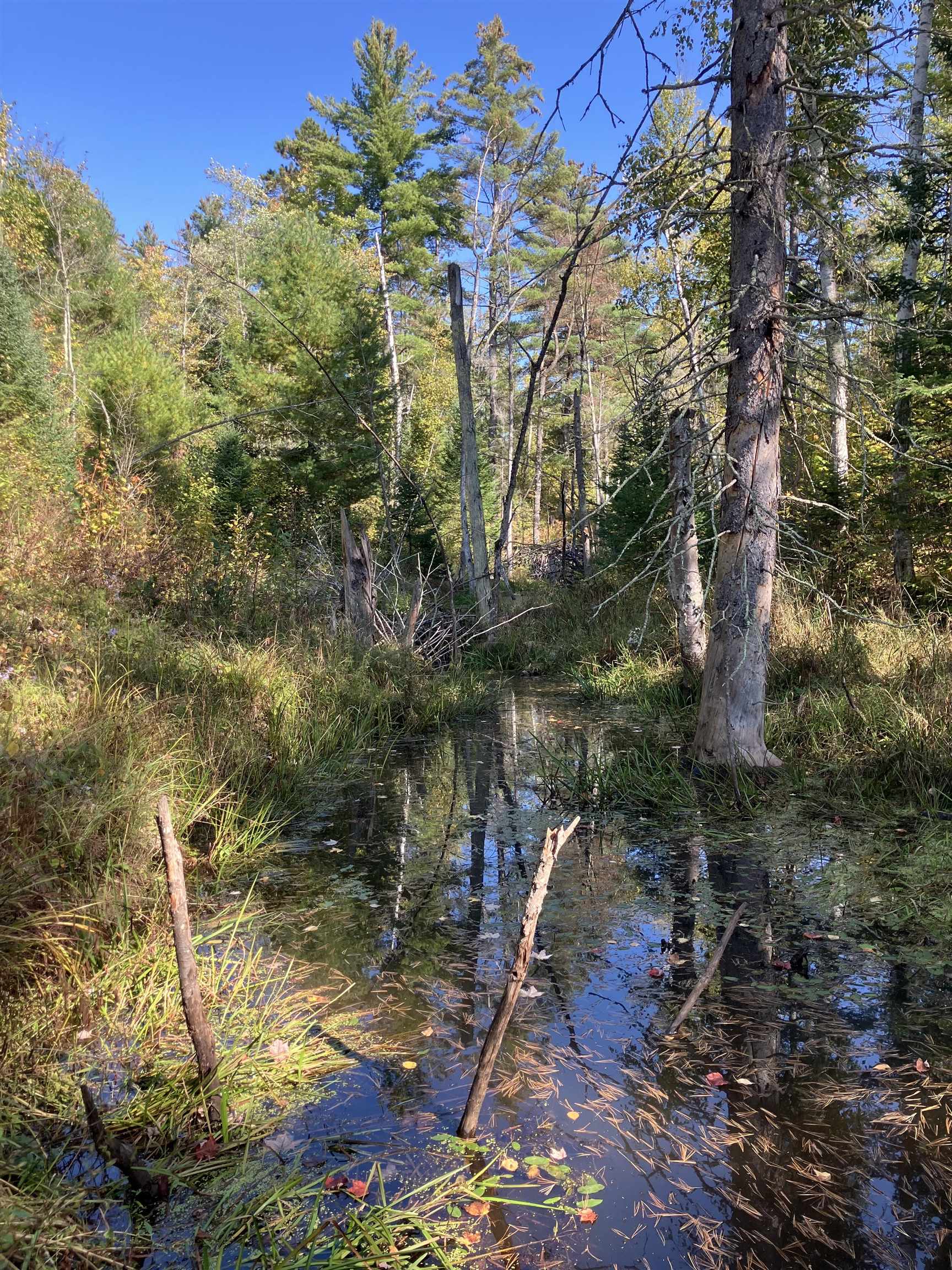 2 Pine Flats Road Ashland, WI 54806 - Photo 5 of 10 View of local wilderness