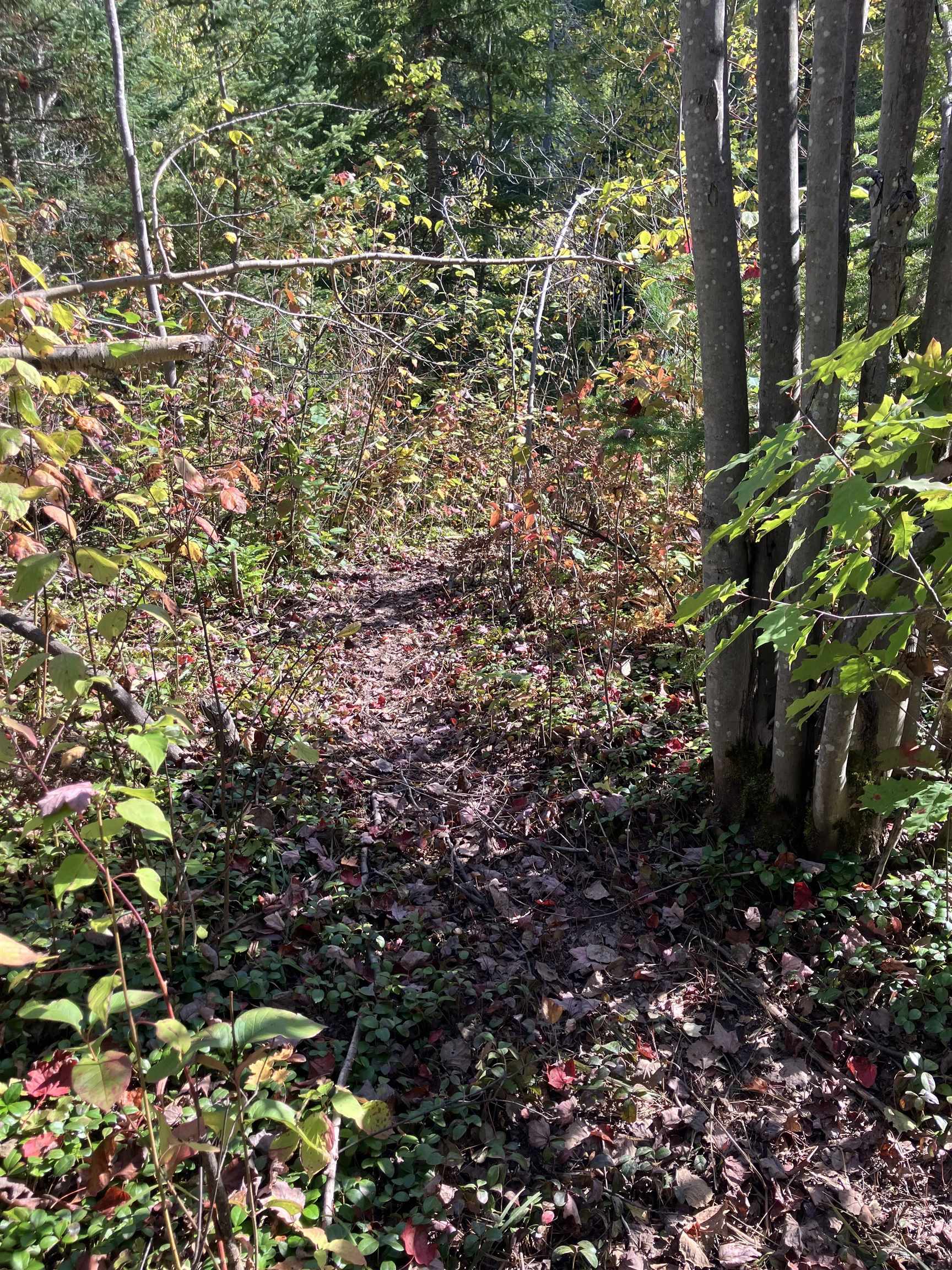 2 Pine Flats Road Ashland, WI 54806 - Photo 7 of 10 View of nature
