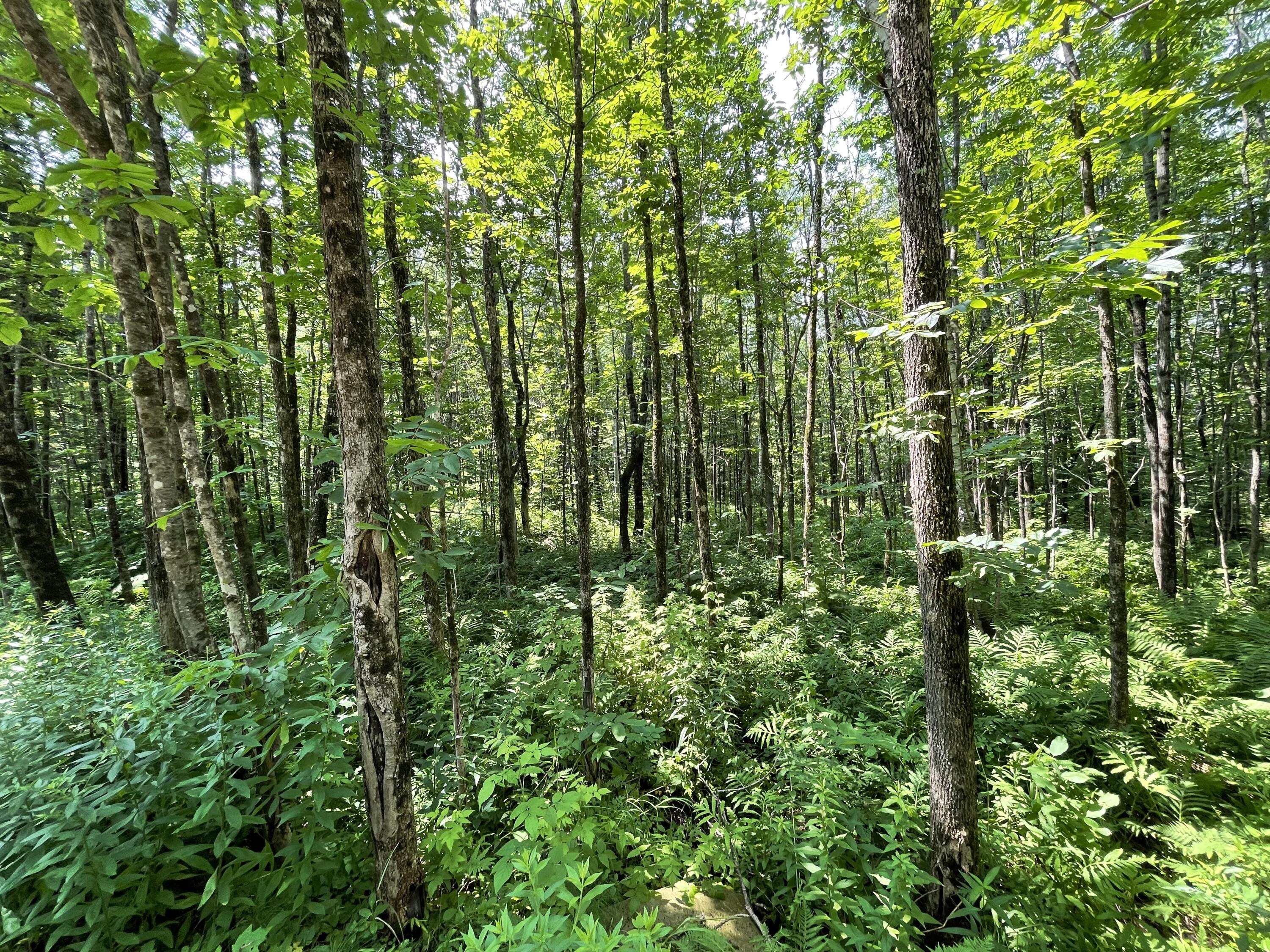 53.1 Center Hill Road Weld, ME 04285 - Photo 5 of 12 IMG_3434