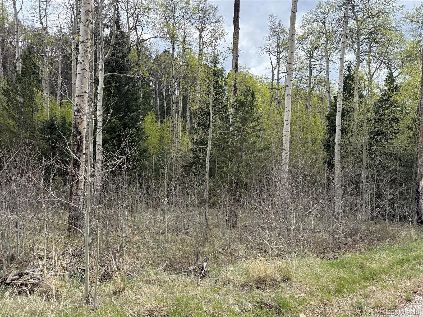 406-449 Schierl Road Fort Garland, CO 81133 - Photo 50 of 50 a view of a forest