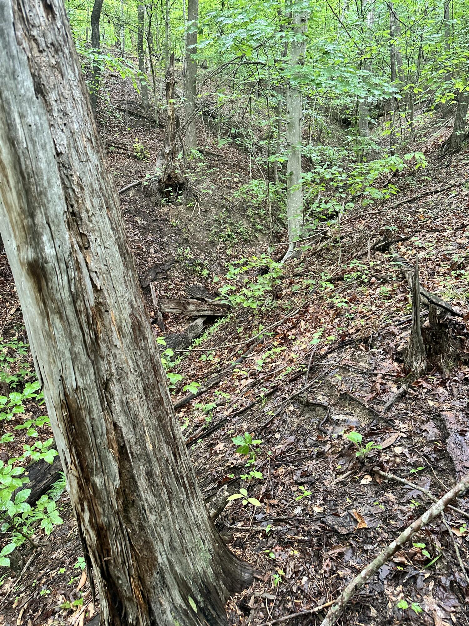 0 Mt Scratchum Road Ravenna, KY 40472 - Photo 2 of 6 IMG_4756