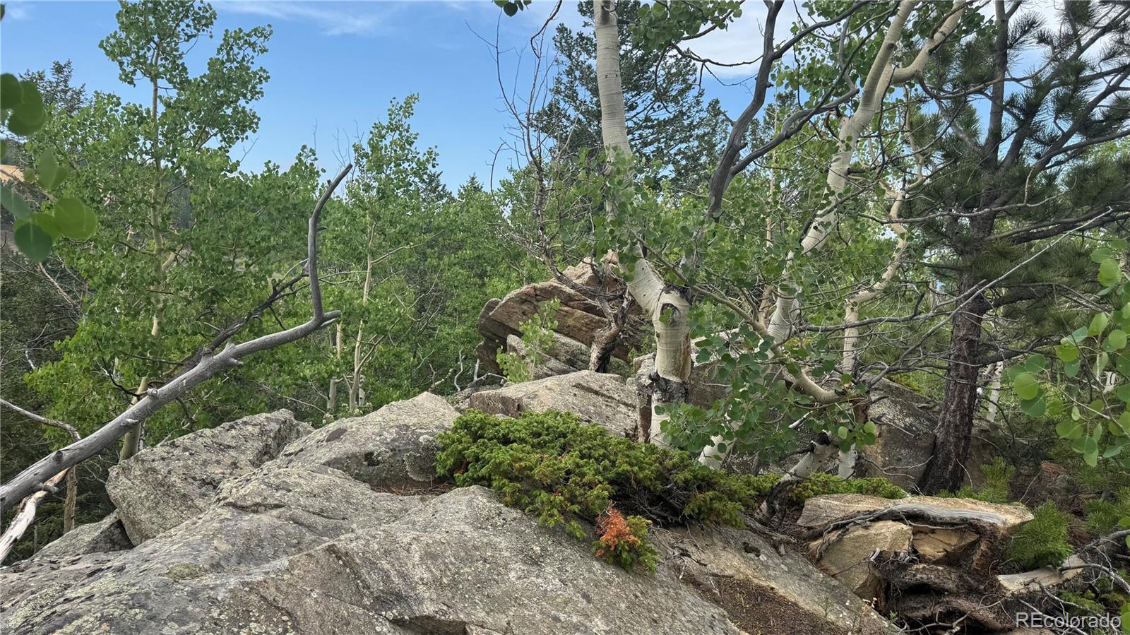 7 Virginia Canyon Road Central City, CO 80427 - Photo 11 of 27 a view of a forest with a tree