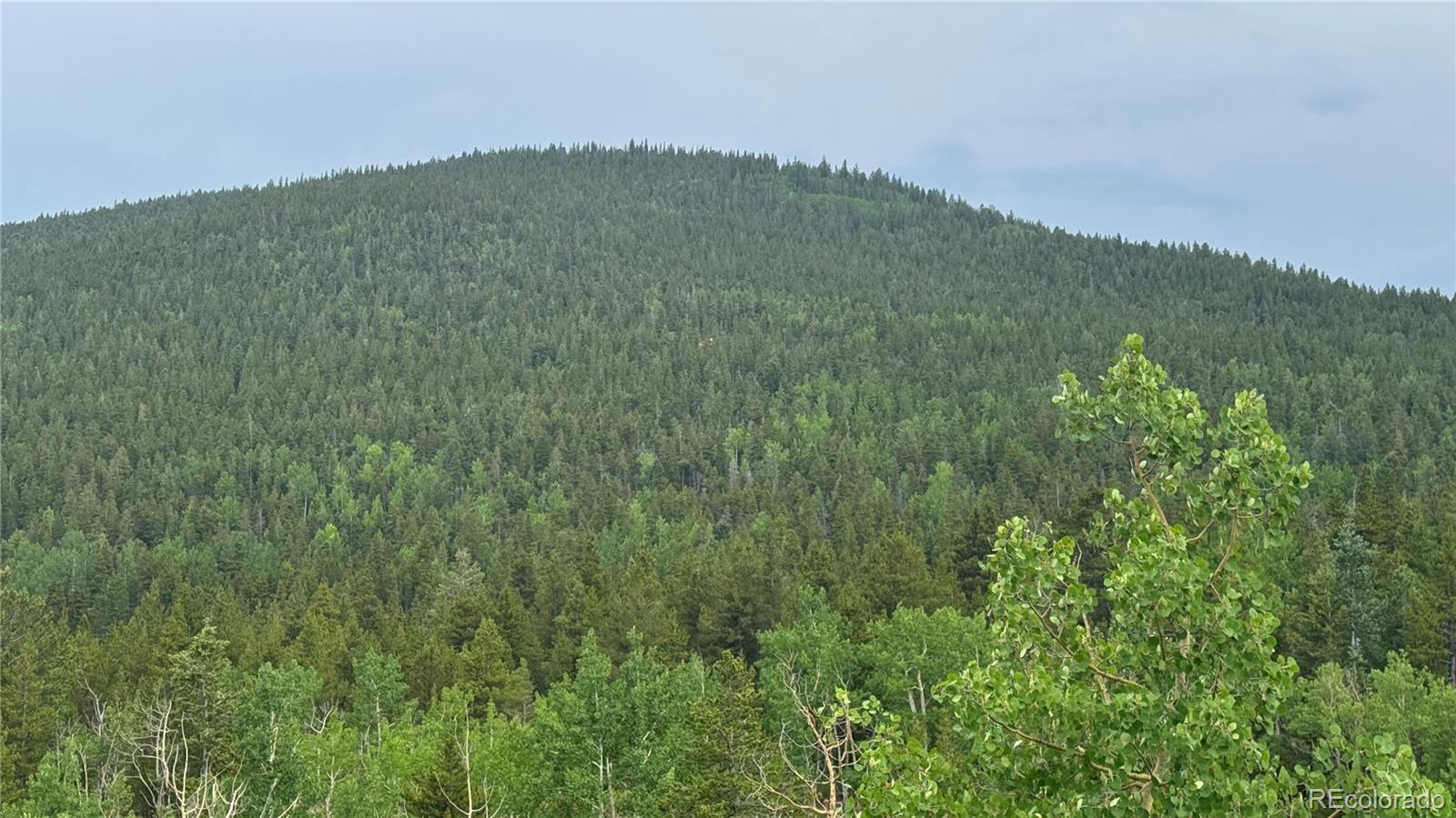 7 Virginia Canyon Road Central City, CO 80427 - Photo 12 of 27 a view of a lush green forest with a mountain