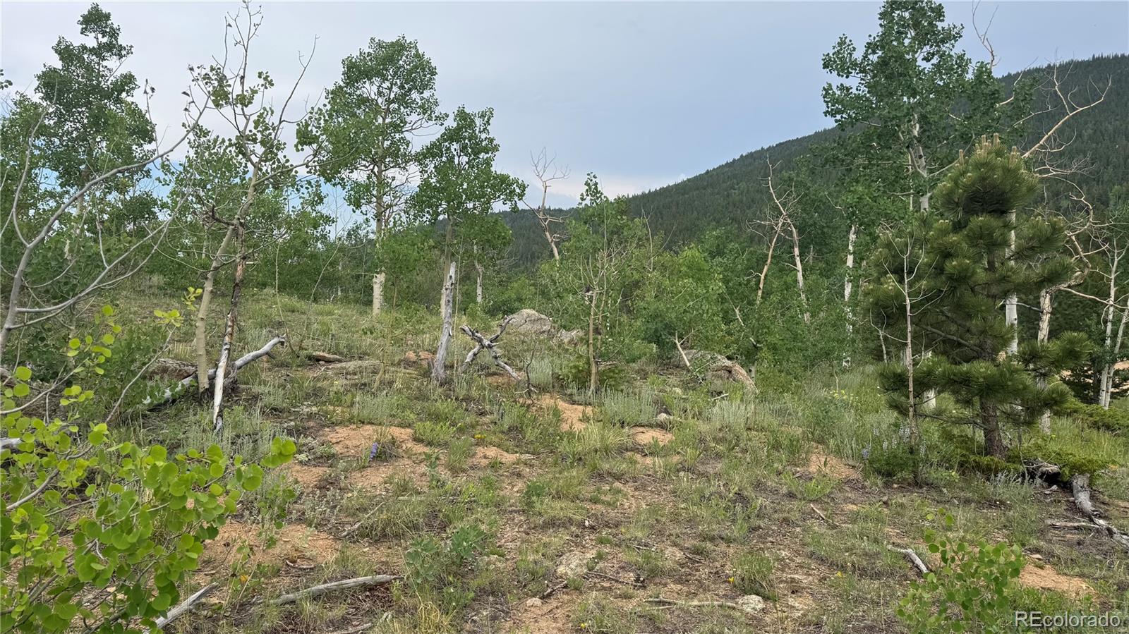 7 Virginia Canyon Road Central City, CO 80427 - Photo 15 of 27 a view of a garden