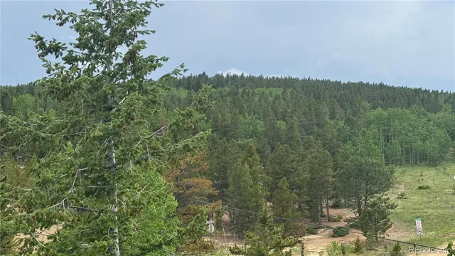 a view of a lush green forest with a mountain in the background