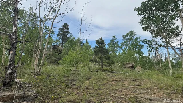 a view of a forest with trees in the background