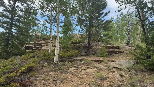 a view of a forest with trees in the background