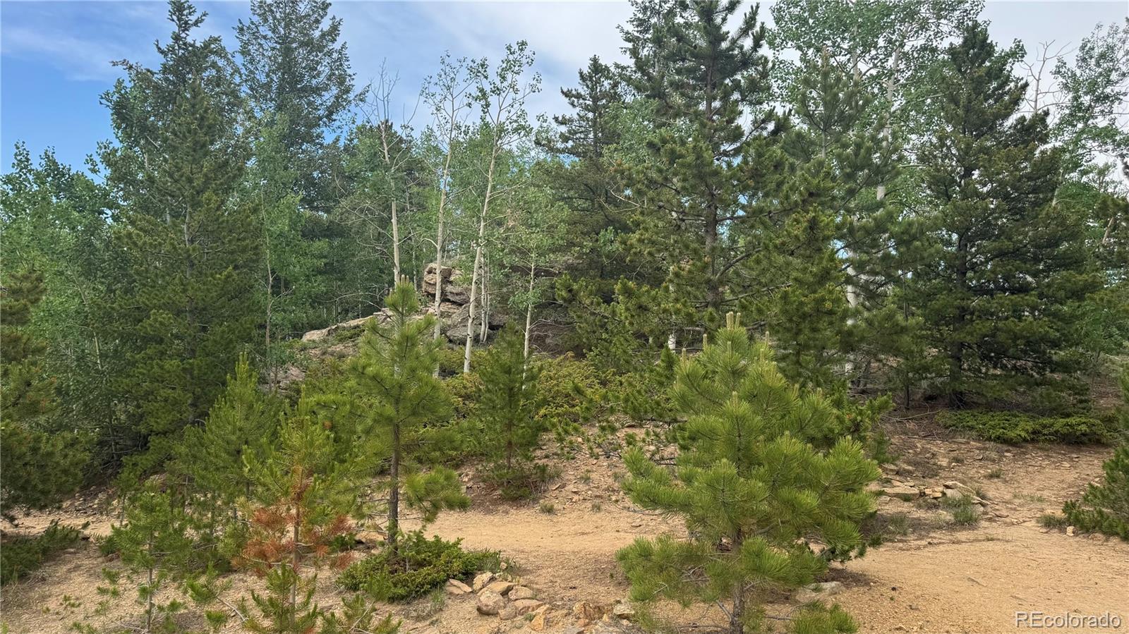 7 Virginia Canyon Road Central City, CO 80427 - Photo 25 of 27 a view of a forest with trees in front of it