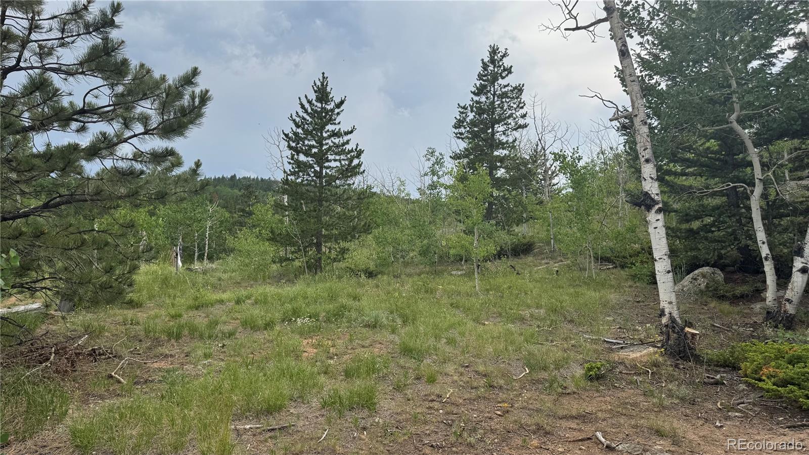 7 Virginia Canyon Road Central City, CO 80427 - Photo 3 of 27 a view of a forest filled with trees
