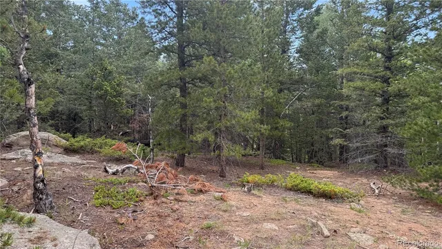 a view of a lake in middle of forest