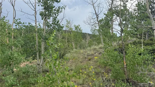 a view of a forest with trees in the background