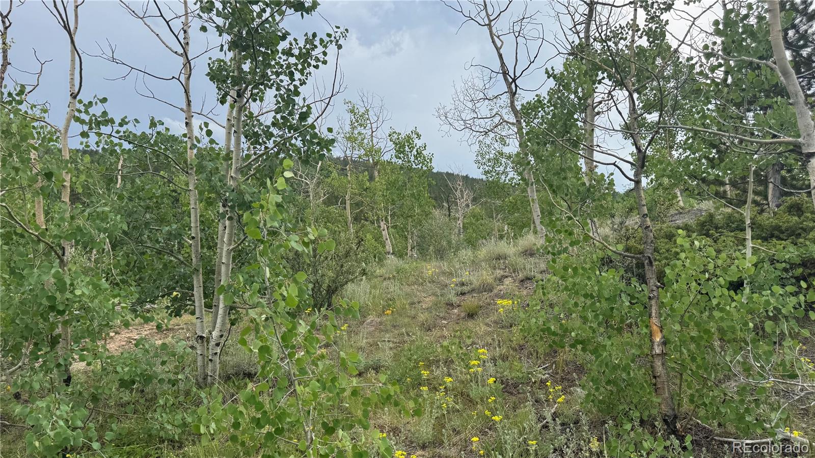 7 Virginia Canyon Road Central City, CO 80427 - Photo 6 of 27 a view of a lush green forest