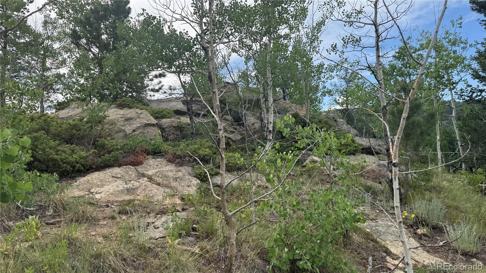 7 Virginia Canyon Road Central City, CO 80427 - Photo 7 of 27 a view of a forest with trees in the background
