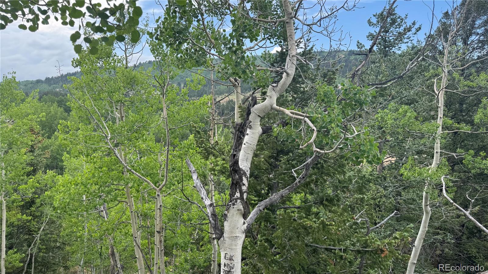 7 Virginia Canyon Road Central City, CO 80427 - Photo 9 of 27 a view of a forest with a tree