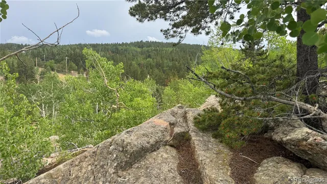 a view of a forest with a tree