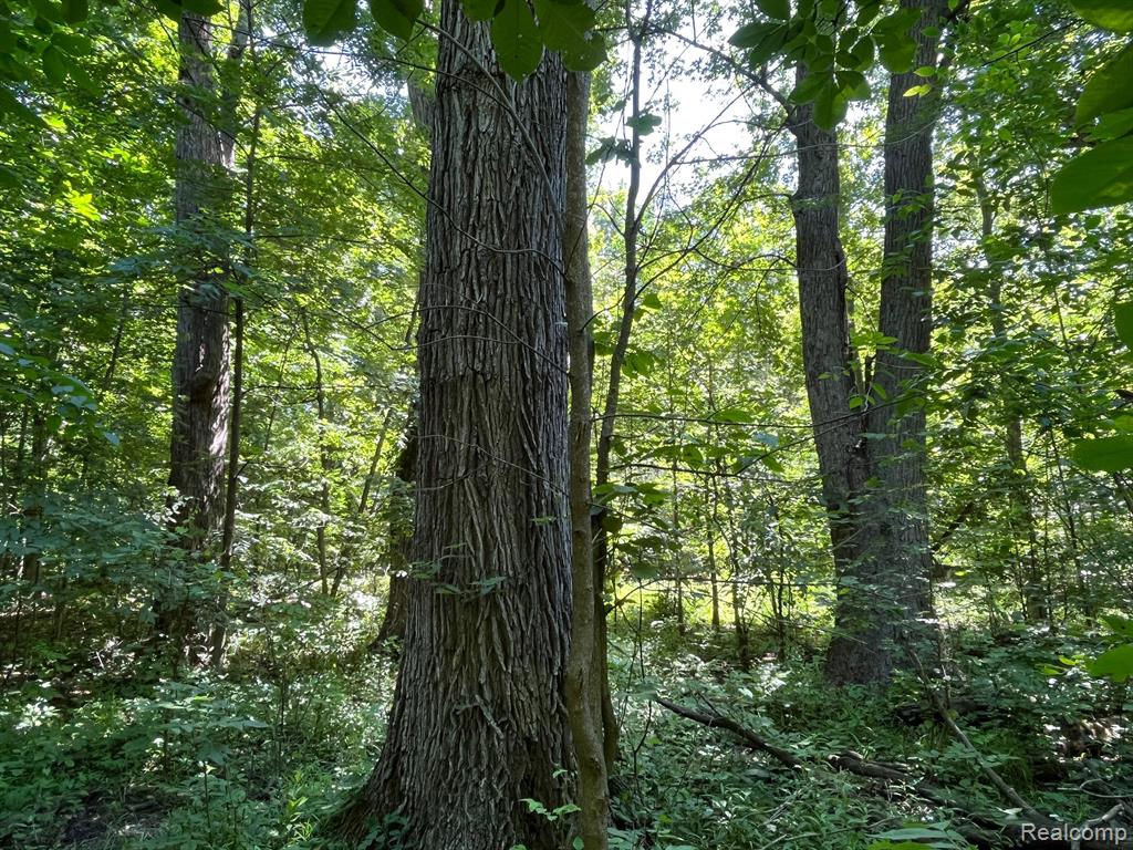 Lot B Lot B Sites Road Lapeer, MI 48446 - Photo 4 of 4
