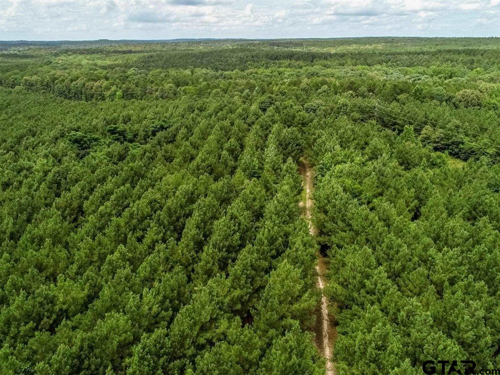 599 Jones Farm Road Avinger, TX 75630 - Photo 6 of 19