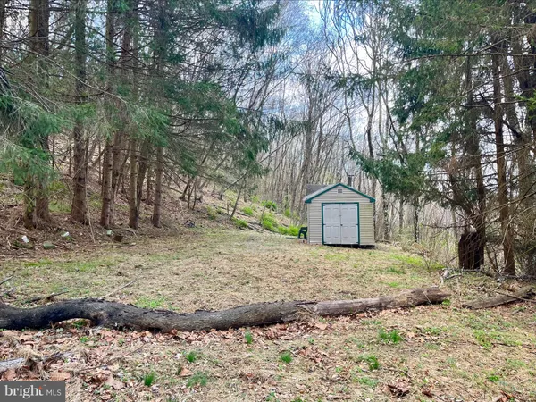 a large tree in middle of the garden