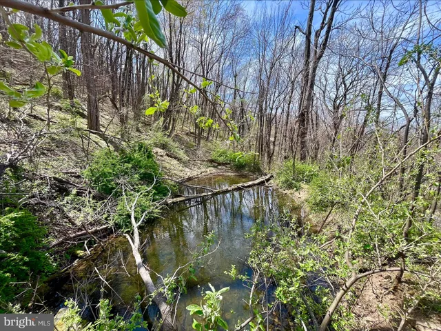 a view of a lake with a tree