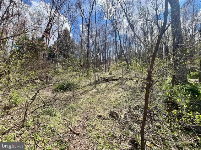 a view of a yard with trees