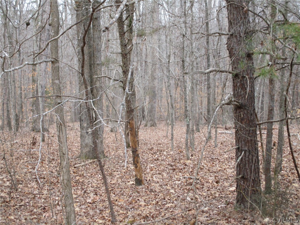 0 New Store Road Dillwyn, VA 23936 - Photo 4 of 12 a view of a yard with trees in the background