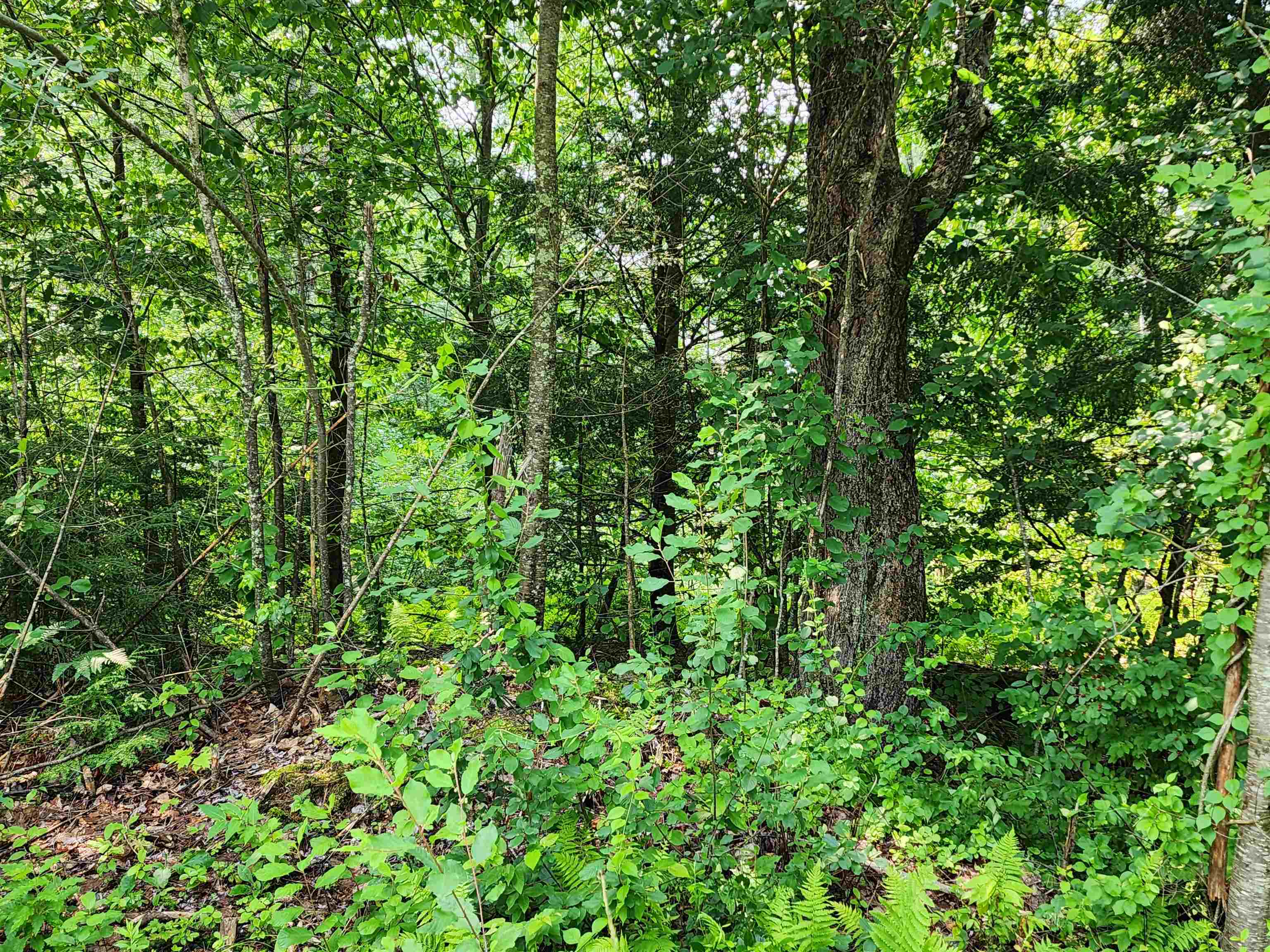 0 Creamery Road Fitzwilliam, NH 03447 - Photo 4 of 16