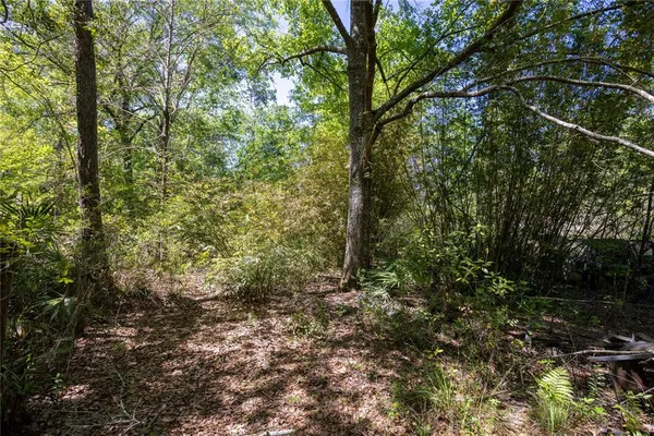 a view of a forest with trees