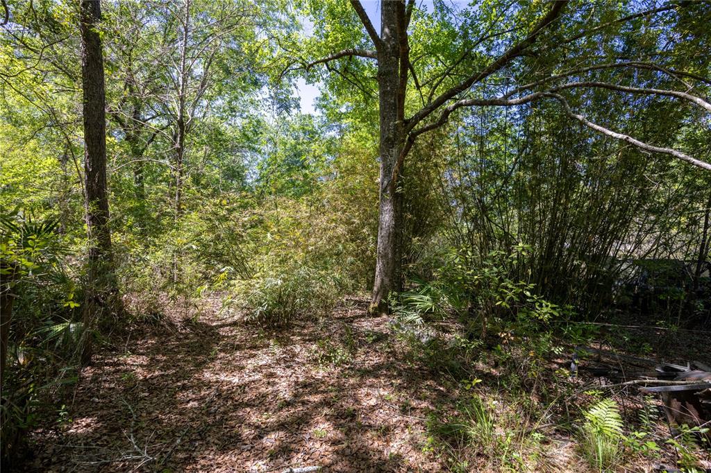 Northeast 108th Avenue Waldo, FL 32694 - Photo 4 of 11 a view of a forest with trees