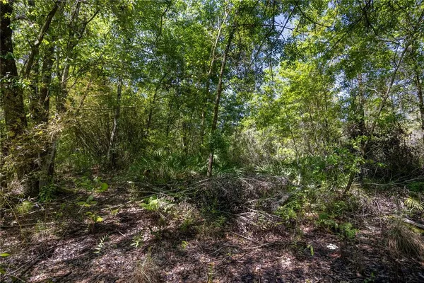 a view of a lush green forest
