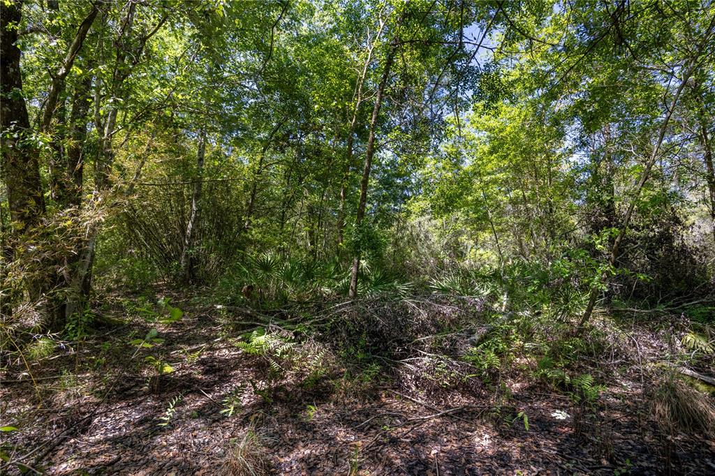Northeast 108th Avenue Waldo, FL 32694 - Photo 5 of 11 a view of a lush green forest