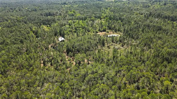 a view of a lush green forest