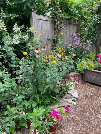 a bunch of flowers are in a garden