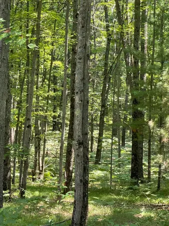 $170,000 | 10897 North Mac Road, Irons, MI 49644