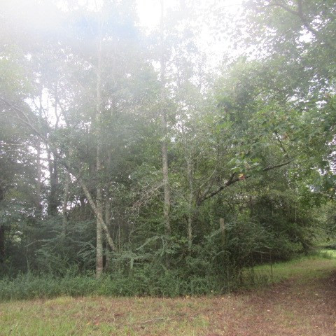 0 Thompson Road Smithdale, MS 39664 - Photo 8 of 19 Photo 8