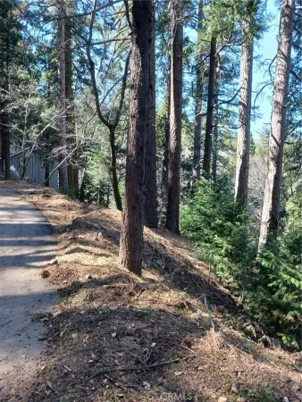 a view of a tree in the forest