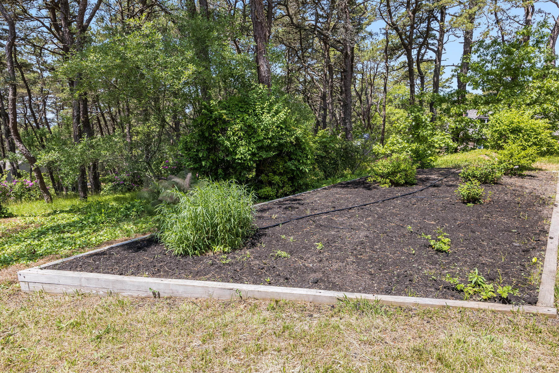 375 Eastwind Circle Wellfleet, MA 02667 - Photo 43 of 59 a view of a garden with plants