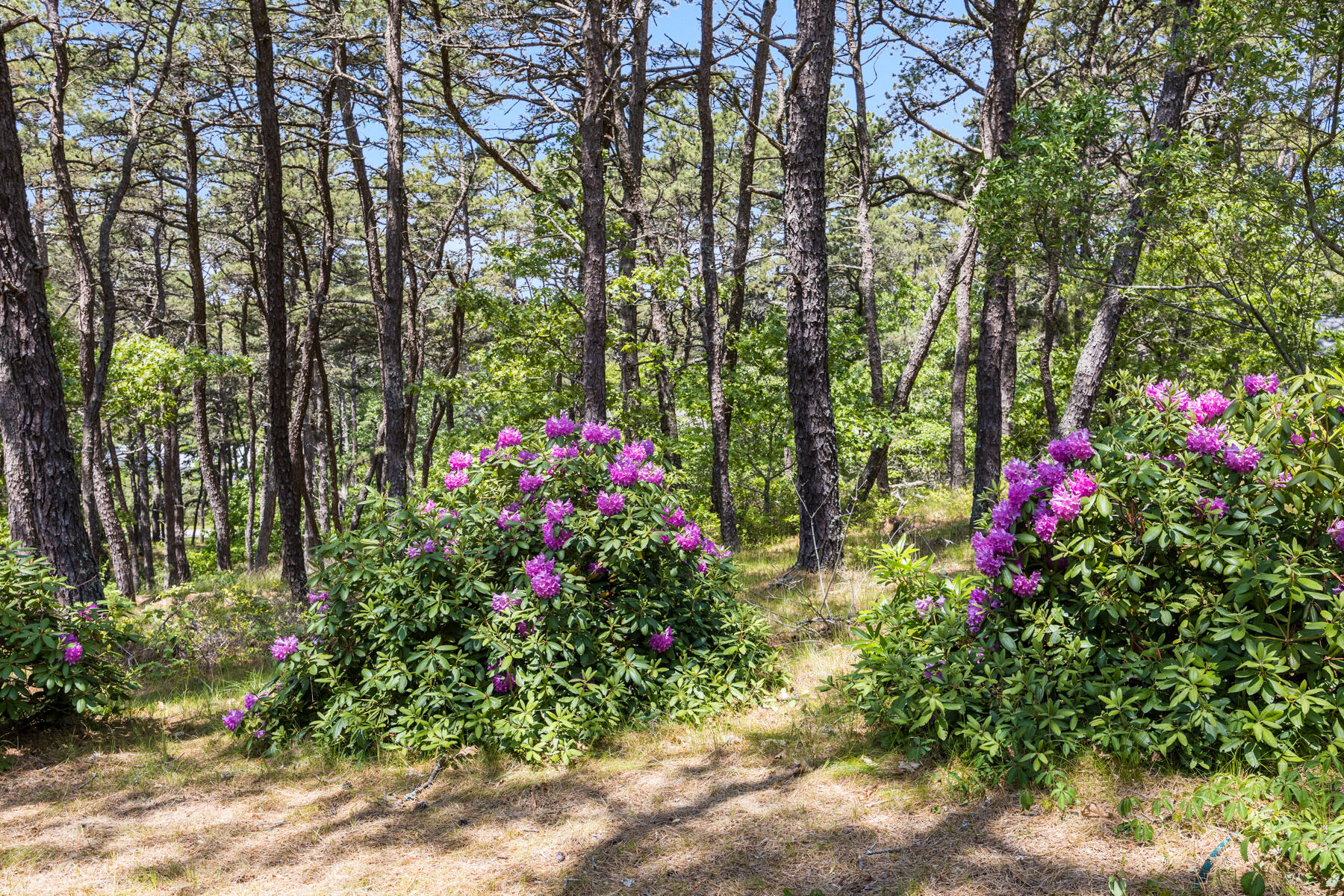 375 Eastwind Circle Wellfleet, MA 02667 - Photo 50 of 59 a view of a flower in a garden