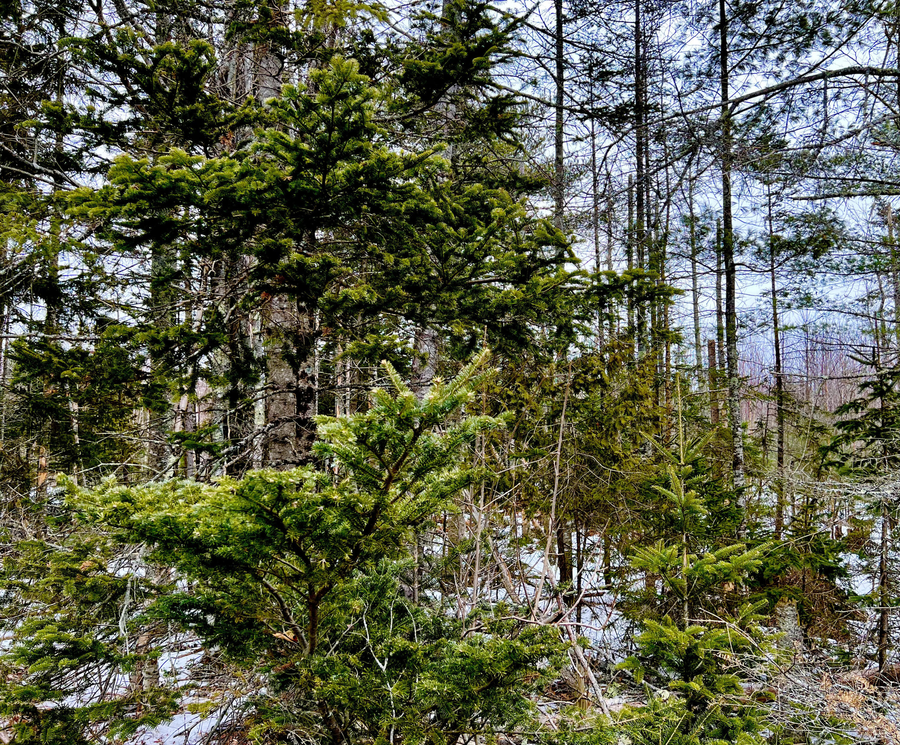 Lot 4 High Street Ellsworth, ME 04605 - Photo 2 of 10 Commercial Land